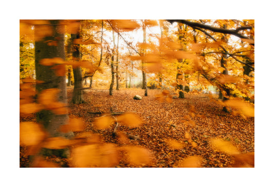 Autumn Djurgården